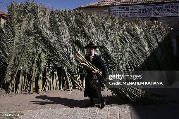 An Ultra-Orthodox Jewish man collects palm branches for the roof of the Sukkah roof, a temporary hut constructed for use during the week-long Jewish...