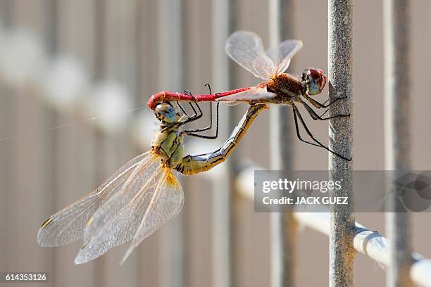 Couple of dragonflies are seen at a water reservoir in Mishmar HaSharon north of the Israeli city of Tel Aviv on October 13, 2016. Thousands of...