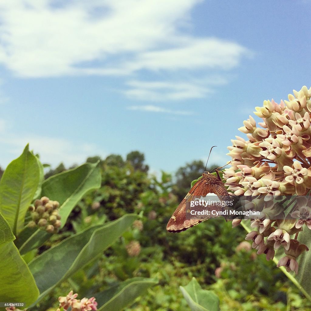 Butterfly on Milkweed