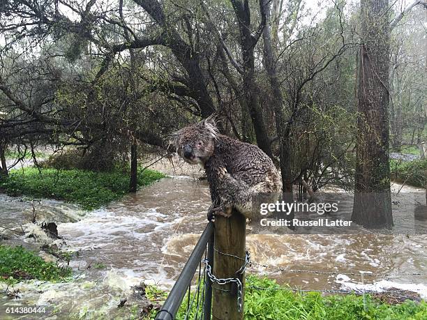 Sodden koala climbs on a fence post to escape flood waters on September 14, 2016 in Stirling, South Australia. Heavy rain on Thursday has caused...