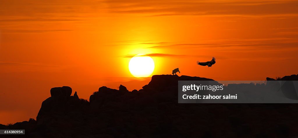 White Backed Vulture
