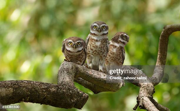 spotted owl - spotted owl stock pictures, royalty-free photos & images