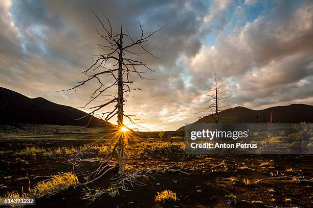 dead forest at sunset, kamchatka - kronotsky state biosphere reserve stockfoto's en -beelden