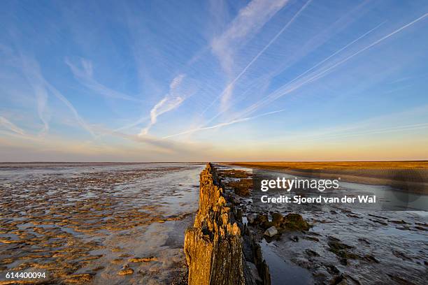 poles on tidal sandflats during sunset over the waddensea - wadden sea stock pictures, royalty-free photos & images