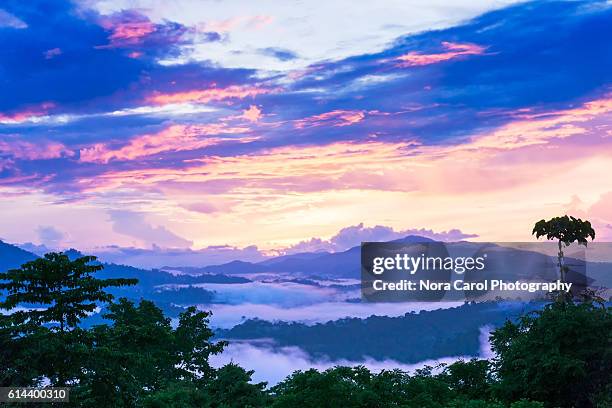 vibrant sunrise over danum valley rain forest in borneo. - danum valley photos et images de collection