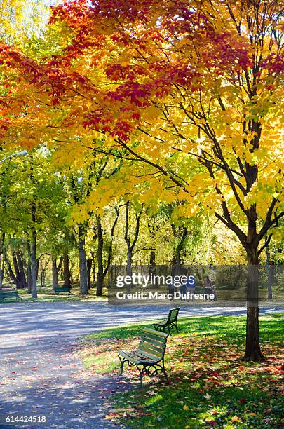 autumn foliage in a public park with family walking - quebec icy trail stock pictures, royalty-free photos & images