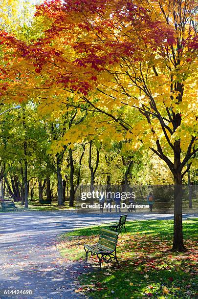 autumn foliage in a public park with family walking - quebec icy trail stock pictures, royalty-free photos & images