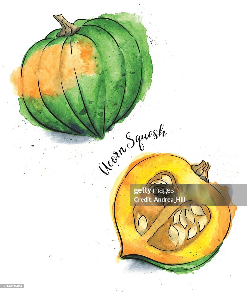 Acorn Squash Painted in Watercolor - Vector Illustration