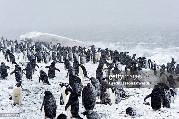 caughley beach, cape bird, ross island, antarctica - adelie penguin stock pictures, royalty-free photos & images