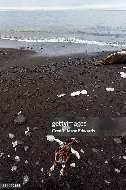 92 Caughley Beach Stock Photos, HighRes Pictures, and Images Getty