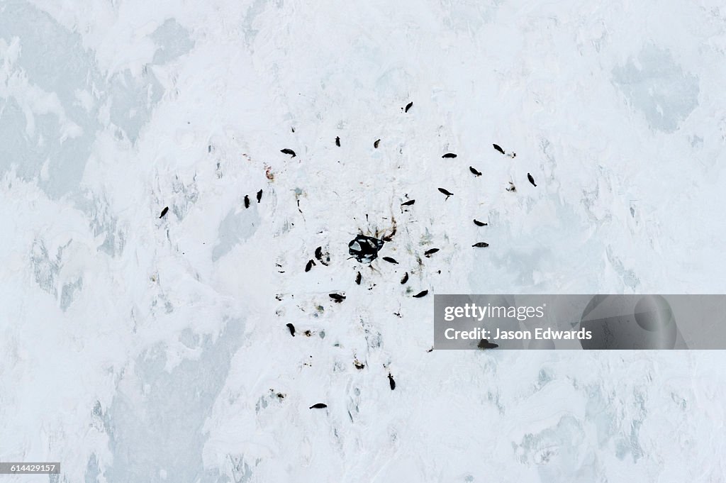 McMurdo Sound, Ross Island, Antarctica.