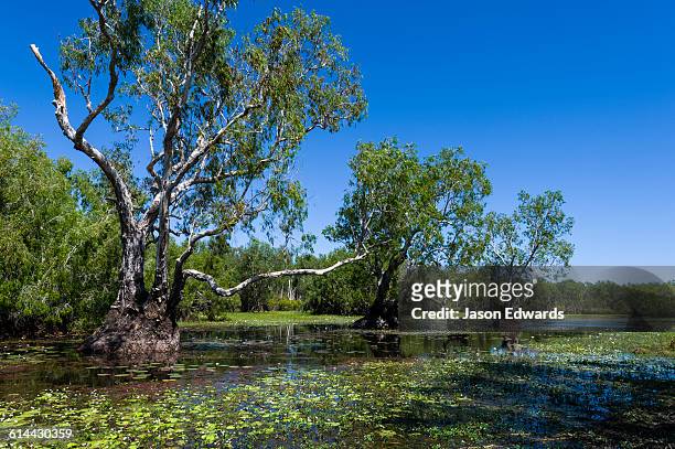 cooinda, kakadu national park, northern territory, australia. - kakadu stockfoto's en -beelden