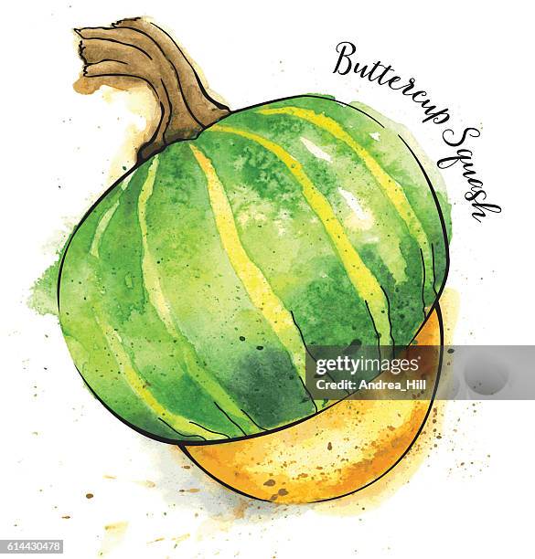 buttercup squash painted in watercolor - vector illustration - acorn squash stock illustrations