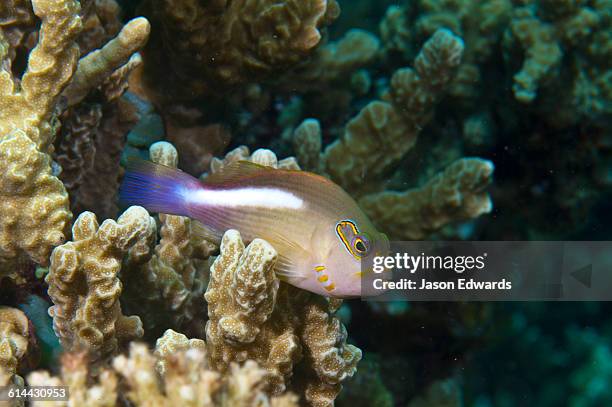 home reef, taveuni island, somosomo strait, pacific ocean, fiji islands. - arc eye hawkfish stock pictures, royalty-free photos & images