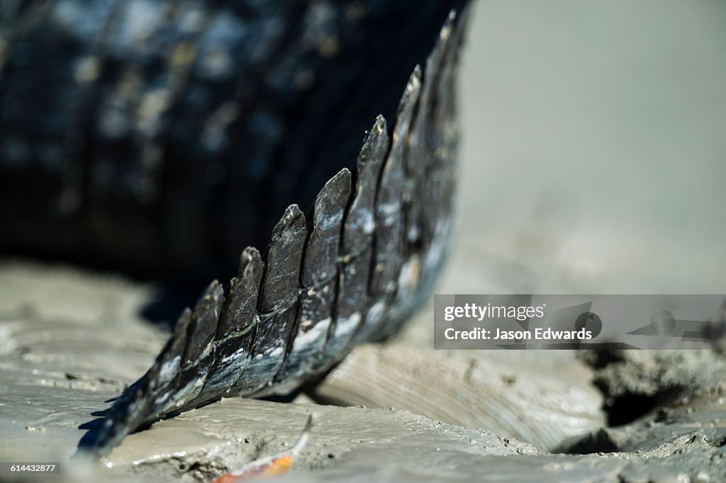 Porosus Creek, Hunter River, Kimberley Coast, Western Australia, Australia.