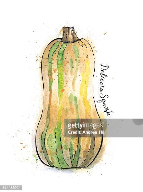 delicata squash painted in watercolor - vector illustration - delicata squash stock illustrations