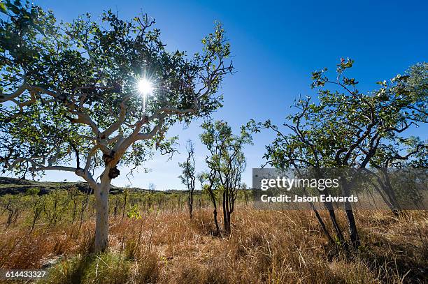 durack homestead, lake argyle, kimberley coast, western australia, australia. - lake argyle bildbanksfoton och bilder