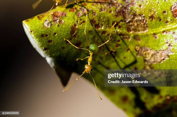 king george falls, gardner plateau, kimberley coast, western australia, australia. - horizontal falls kimberley australia stock pictures, royalty-free photos & images