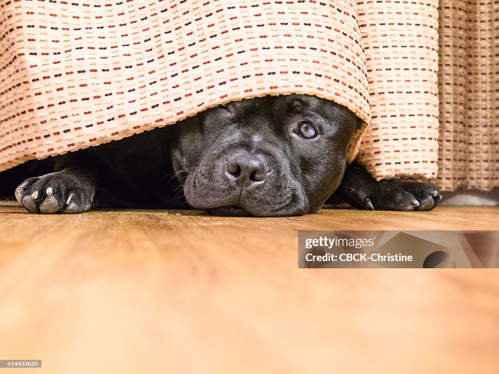 Staffordshire Bull Terrier hding under a curtain, drape.