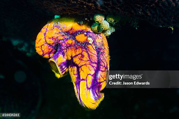 alyui bay, waigeo island, west papua province, raja ampat, indonesia. - polycarpa aurata stock pictures, royalty-free photos & images