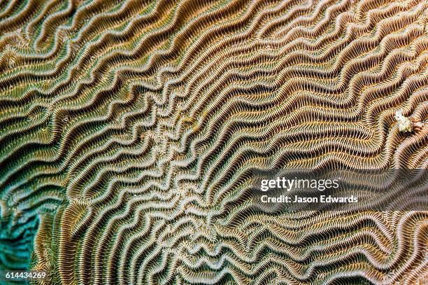 alyui bay, waigeo island, west papua province, raja ampat, indonesia. - brain coral stock pictures, royalty-free photos & images