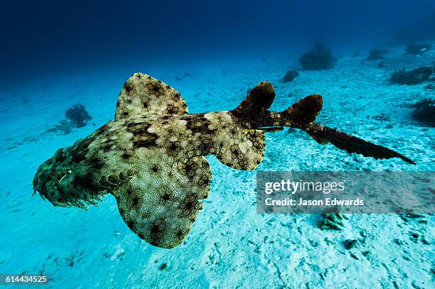 friwinbonda island, raja ampat, indonesia. - shark skin stock pictures, royalty-free photos & images