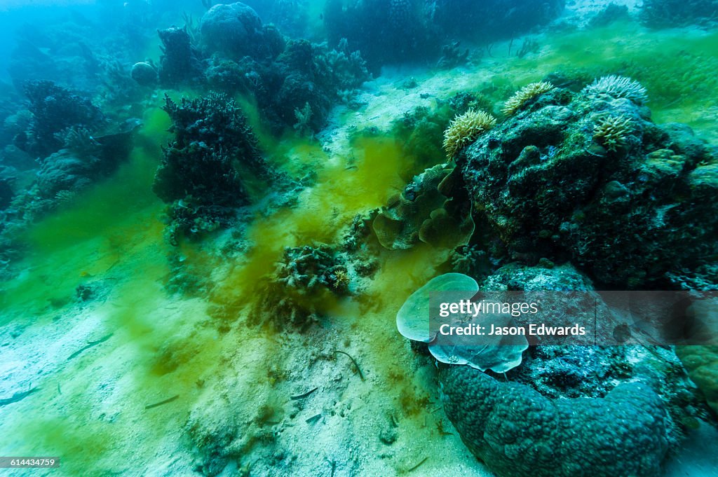 Fergusson Island, DEntrecasteaux Islands, Papua New Guinea.