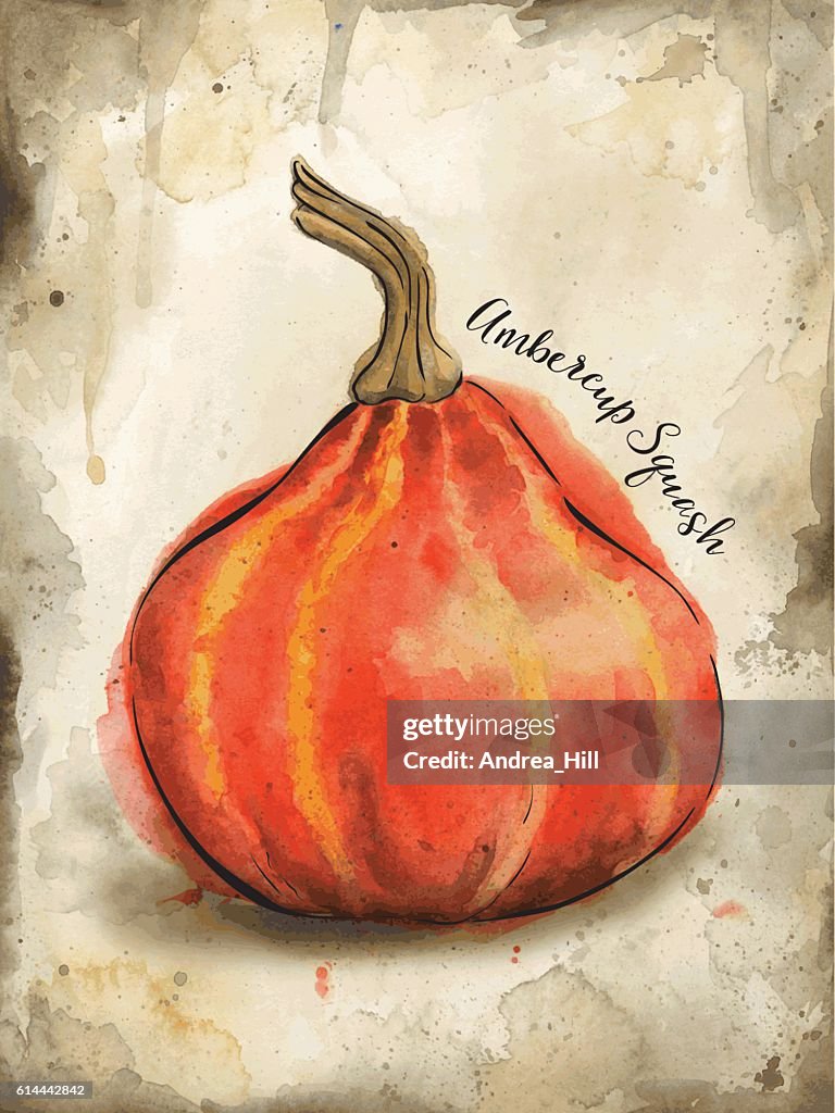 Calabaza Ambercup pintada en acuarela - Ilustración vectorial