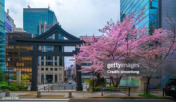 cherry blossoms by the streets of akasaka district - cherry blossoms in full bloom in tokyo imagens e fotografias de stock