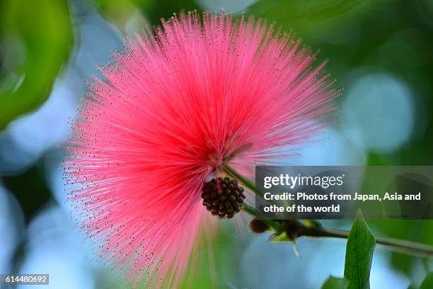 Callindra Calliandra Photos and Premium High Res Pictures - Getty Images