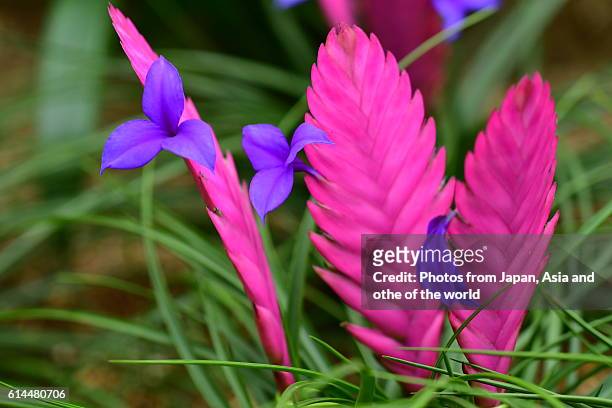 tillandsia cyanea / pink quill - bromeliad fotografías e imágenes de stock