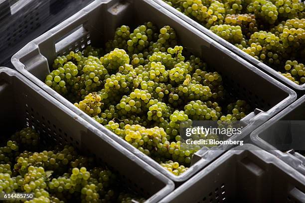 Chardonnay grapes sit in boxes ahead of going into the pressing machine at the Ridgeview Estate Winery in Sussex, U.K., on Thursday, Oct. 13, 2016....