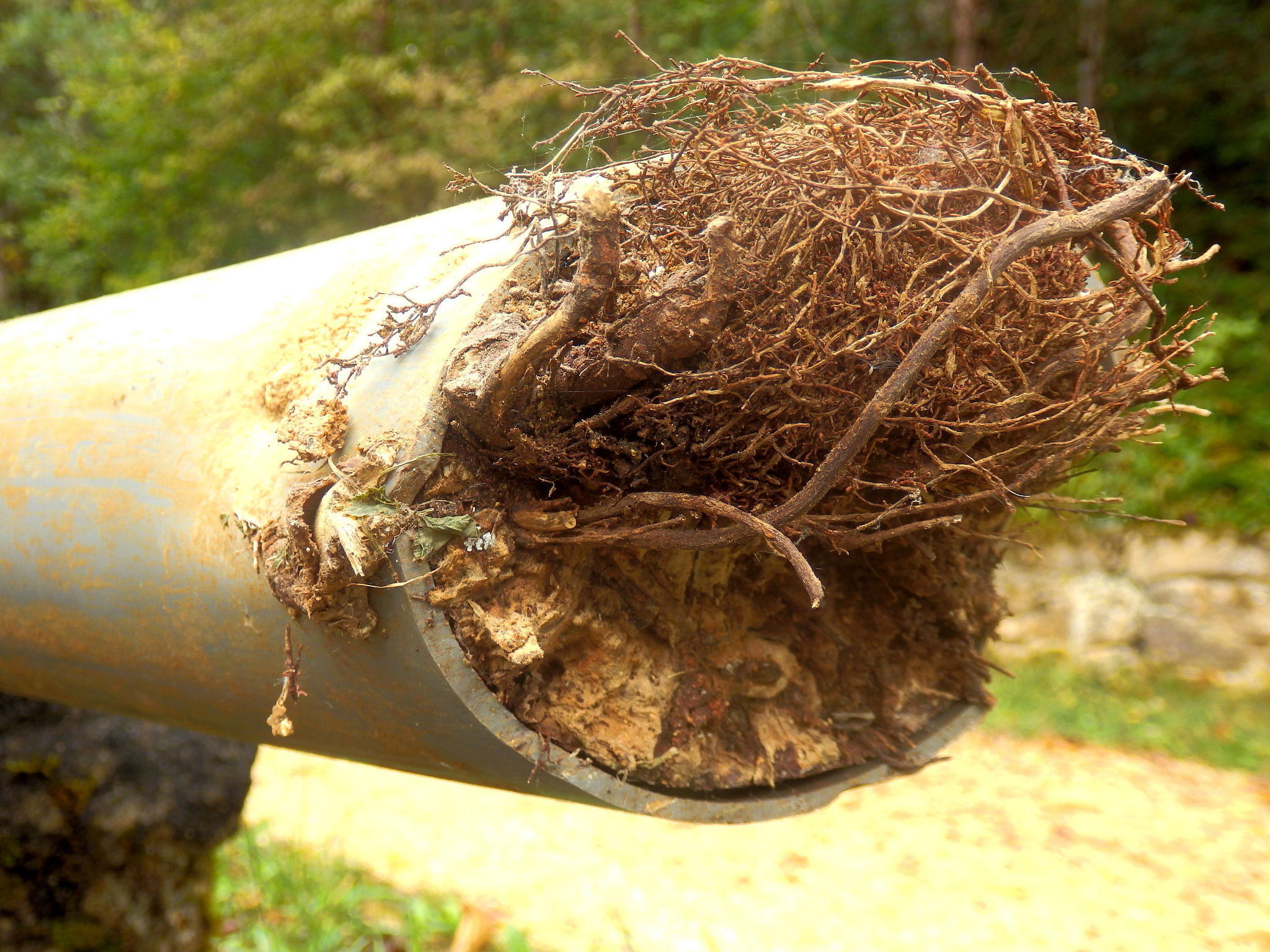 tree roots pipe