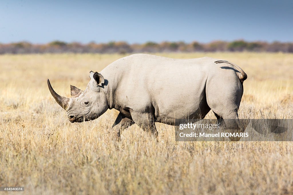 White rhinoceros