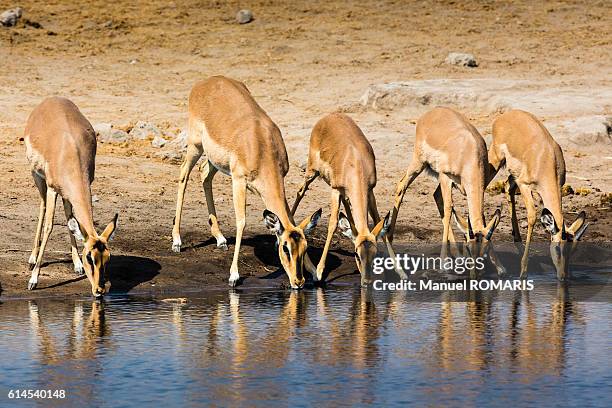 impalas drinking - impala stock pictures, royalty-free photos & images