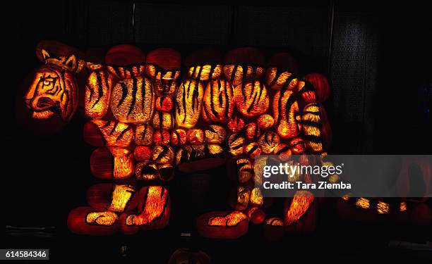 Carved pumpkins grouped together to form a tiger are displayed at Rise of the Jack O'Lanterns at Los Angeles Convention Center on October 13, 2016 in...