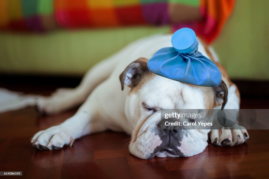Sick young puppy with ice bag on head