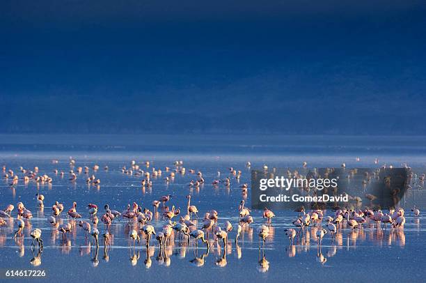 flock of wild weniger flamingos am see lake nakuru - see lake nakuru stock-fotos und bilder