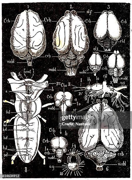 cns parts - earlobe stock illustrations