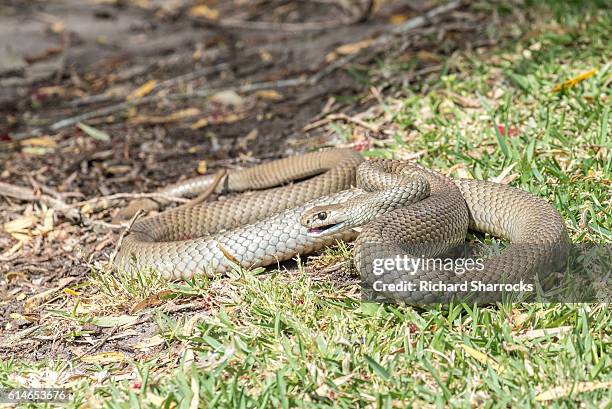eastern brown snake - cobra imagens e fotografias de stock