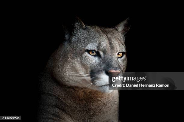 close up of cougar headshot face to face with black background. puma concolor - puma stock-fotos und bilder