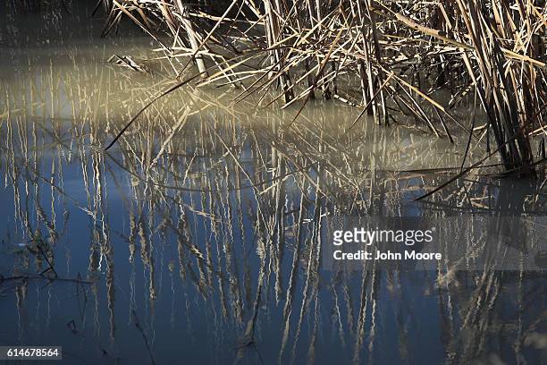 Brush covers the banks of the Rio Grande, which meanders at a trickle, marking the U.S.-Mexico border on October 14, 2016 near Fort Hancock, Texas....