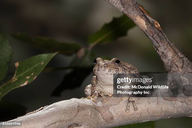 canyon tree frog in tree in madera canyon, arizona - canyon tree frog stock pictures, royalty-free photos & images