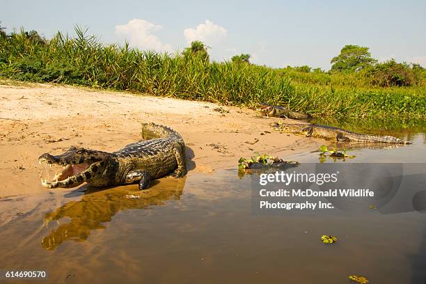 spectacled caiman on riverbank in brazil - クロコダイル ストックフォトと画像