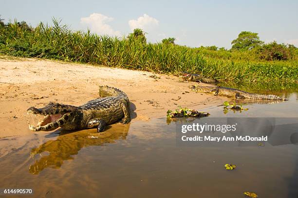 spectacled caiman on riverbank in brazil - caiman stock pictures, royalty-free photos & images