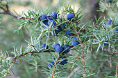 Twig of common juniper with berries
