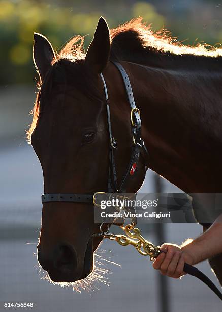 Winx is taken for a walk after a trackwork session at Moonee Valley Racecourse on October 15, 2016 in Melbourne, Australia. Winx is the short price...