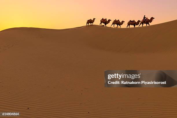 the camel walk in desert - kashgar imagens e fotografias de stock