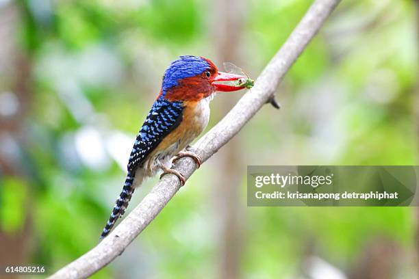 banded kingfisher - khao yai national park stock pictures, royalty-free photos & images