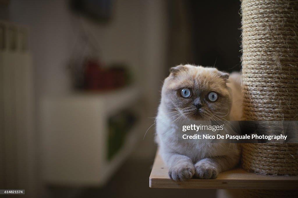 Scottish Fold kitten